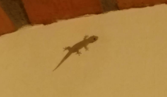 GeckoInMexico